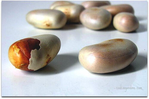 jackfruit seeds (chakka kuru)