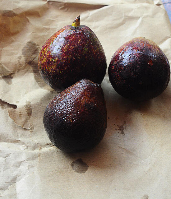 Avocado Milkshake Recipe - Milkshake with Indian Butter Fruit avocado milkshake