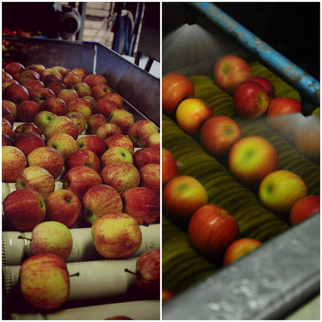 Apple Picking in Bilpin