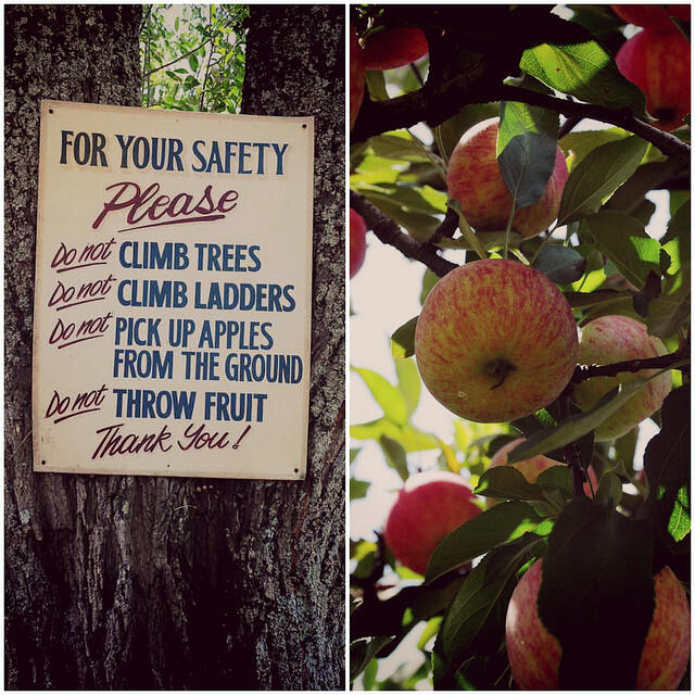 Bilpin apple picking