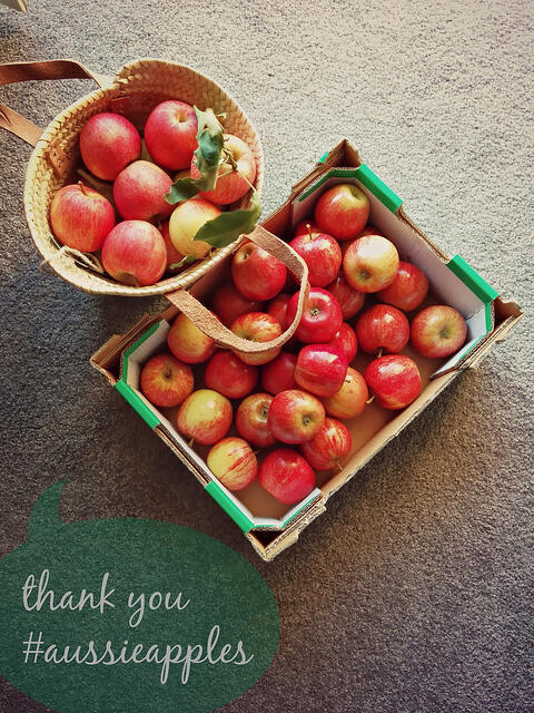 apple picking at bilpin nsw