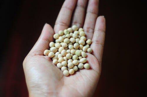 white dried peas for making ragda recipe step by step